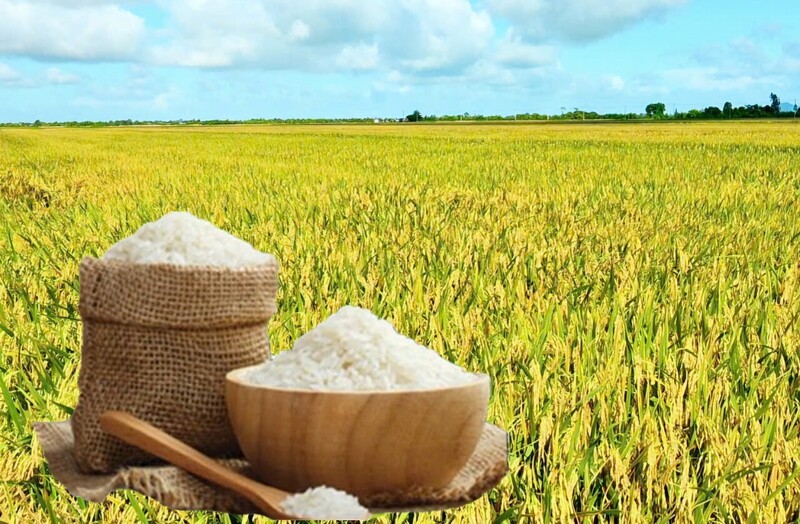 Giá lúa gạo hôm nay ngày 18/5: Gạo xuất khẩu nguyên liệu tăng, lúa tươi vững giá. Ảnh: Thanh Minh.