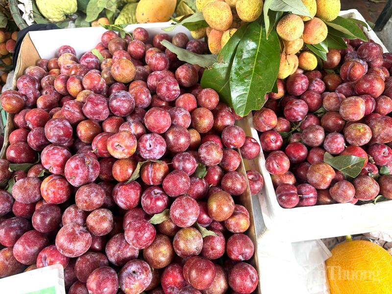 Nguồn cung dồi dào cùng mức giá hợp lý đang giúp mận hậu xuất hiện ngày càng nhiều trong giỏ hàng của người tiêu dùng.