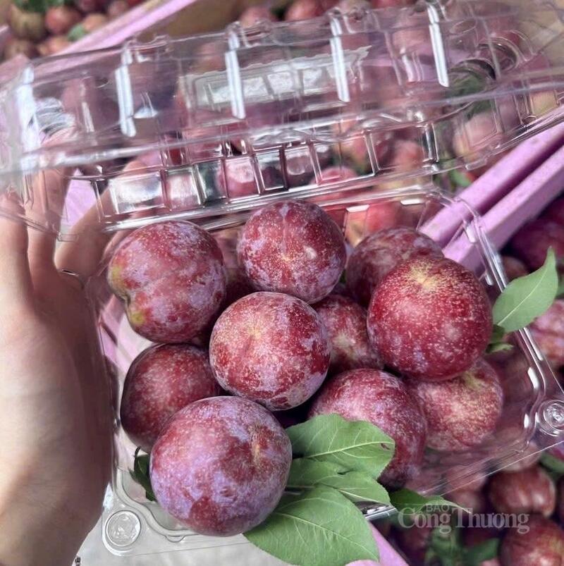 Mận hậu được đóng hộp cẩn thận bán trên "chợ mạng" được nhiều người tiêu dùng lựa chọn.