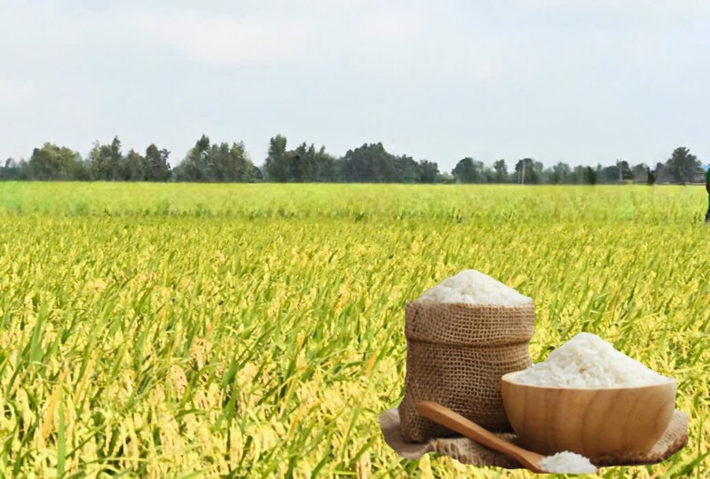 Giá lúa gạo hôm nay ngày 20/5: Gạo xuất khẩu tiếp đà tăng mạnh, lúa tươi vững giá. Ảnh: Thanh Minh.