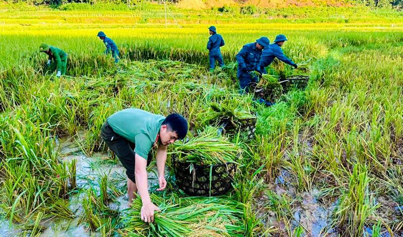 Những ngày cuối tháng 5, khi nền nhiệt ngoài trời tại Thanh Hóa liên tục tăng cao, nhiều địa phương bước vào cao điểm thu hoạch lúa vụ chiêm xuân. Trên khắp những cánh đồng vàng óng ở các xã miền núi, trung du và đồng bằng, hình ảnh cán bộ, chiến sĩ công an cơ sở xắn quần xuống ruộng, gặt lúa, bó lúa, vận chuyển thóc giúp người dân đã trở thành hình ảnh đẹp, lan tỏa tinh thần “vì nhân dân phục vụ”.