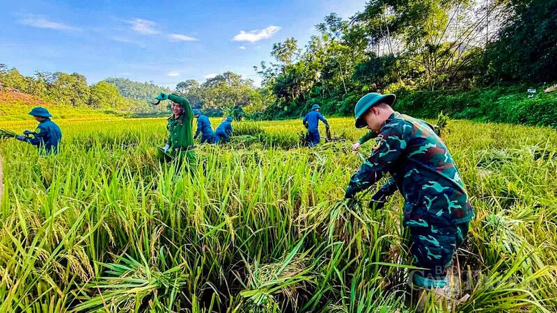 Tại các xã Giao An, Yên Nhân, Thanh Quân, Quý Lương, Cẩm Tân và Cổ Lũng…, lực lượng công an xã đã huy động cán bộ, đoàn viên thanh niên hỗ trợ các hộ neo đơn, gia đình chính sách, người già yếu thu hoạch lúa trong điều kiện thời tiết nắng nóng gay gắt.