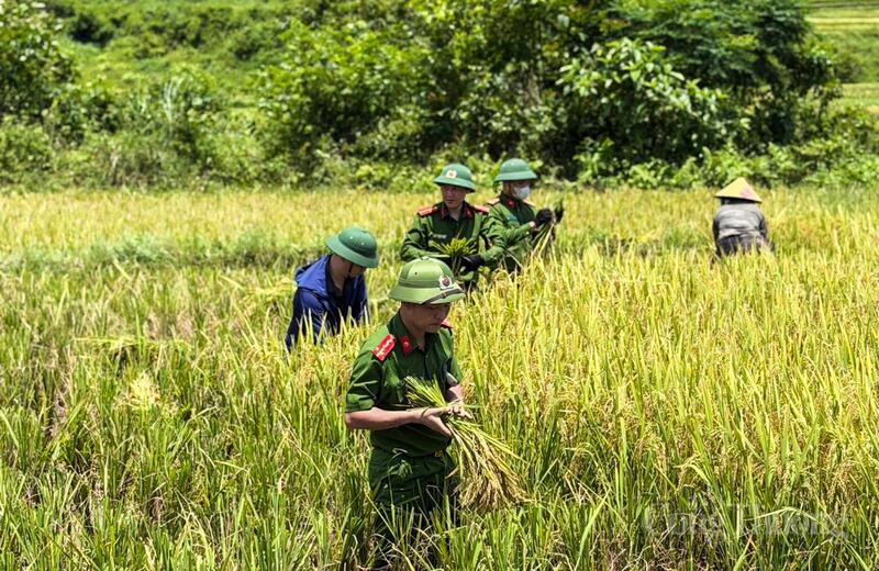 Tại xã Yên Nhân, địa phương có nhiều diện tích ruộng bậc thang nằm xa khu dân cư, việc thu hoạch gặp không ít khó khăn. Công an xã đã chủ động rà soát những hộ dân có hoàn cảnh khó khăn để tổ chức hỗ trợ kịp thời. Trong đó, có gia đình anh Vi Văn Bun (sinh năm 1989 trú tại thôn Khong), thuộc diện khó khăn của xã khi bố mẹ già thường xuyên đau ốm, nằm viện dài ngày. Trong thời gian chăm sóc mẹ chồng tại bệnh viện, vợ anh Bun không may gặp tai nạn giao thông, hiện sức khỏe yếu và không thể đi lại bình thường.