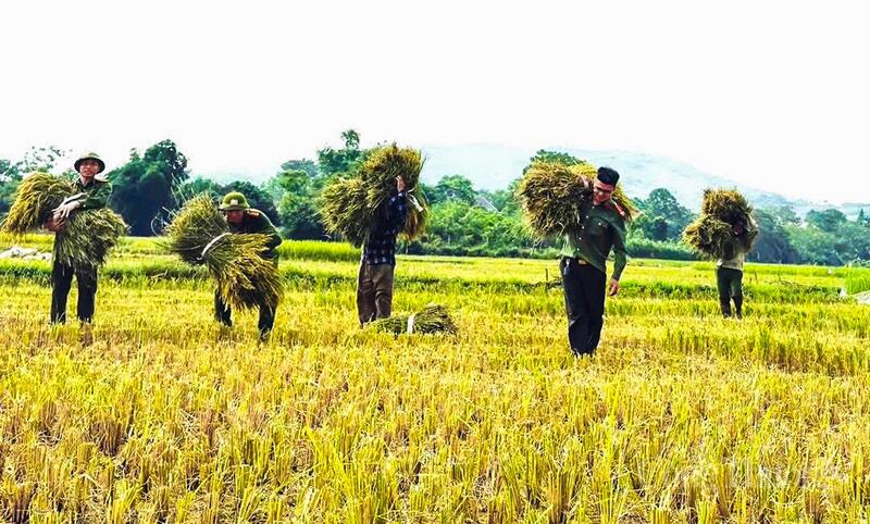 Chia sẻ tại buổi gặt lúa giúp dân, Đại uý Nguyễn Văn Duy - Phó Trưởng Công an xã Yên Nhân cho biết, lực lượng Công an xã luôn xác định nhiệm vụ của mình không chỉ là giữ gìn an ninh trật tự mà còn phải gắn bó, đồng hành cùng người dân trong cuộc sống hằng ngày. “Mỗi việc làm dù nhỏ nhưng thiết thực sẽ góp phần xây dựng niềm tin, thắt chặt tình cảm giữa lực lượng Công an với nhân dân, từ đó tạo nền tảng vững chắc cho phong trào toàn dân bảo vệ an ninh Tổ quốc”, Đại uý Nguyễn Văn Duy cho hay.