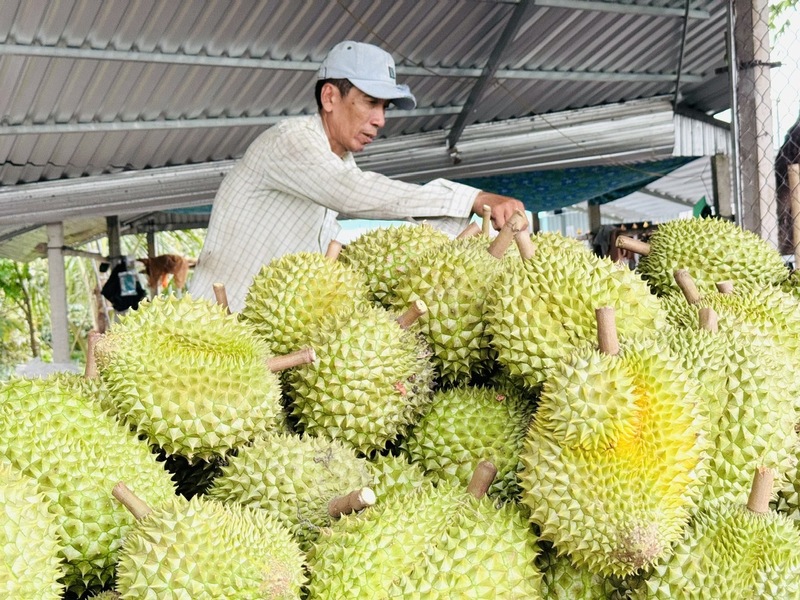 Giá sầu riêng tại khu vực Đồng bằng sông Cửu Long tăng trở lại. Ảnh minh họa