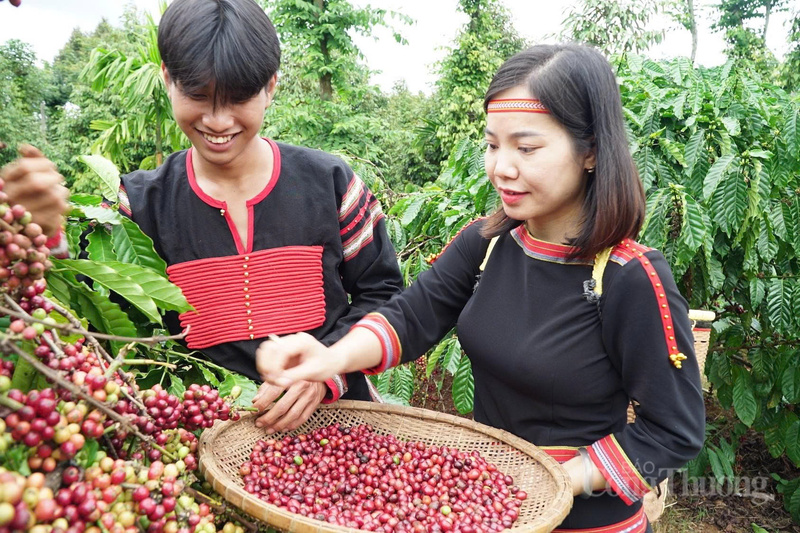 Cà phê là một trong những mặt hàng nông sản có thế mạnh về xuất khẩu ở Đắk Lắk. Ảnh: Vũ Long