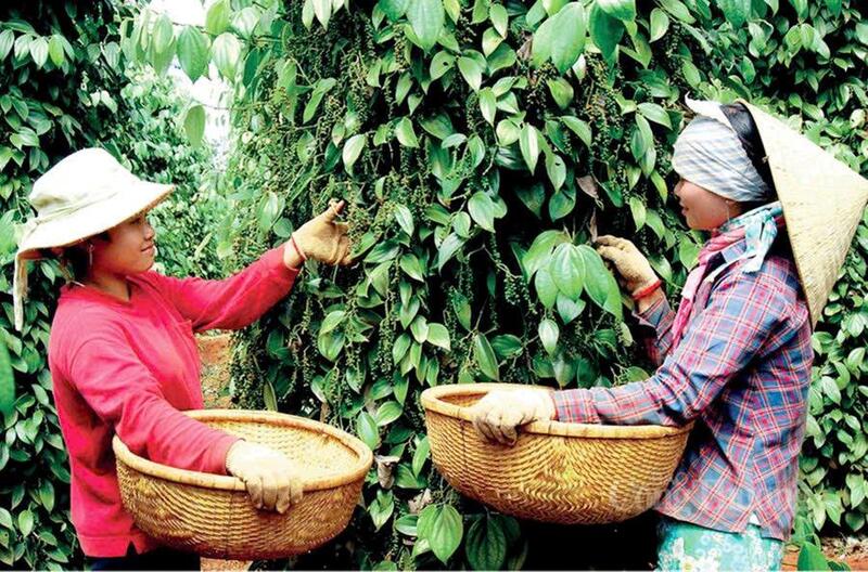 Người dân Gia Lai thu hoạch hồ tiêu.