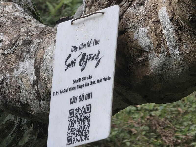 Một gốc trà Suối Giàng có gắn mã QR riêng. Ảnh: NVCC