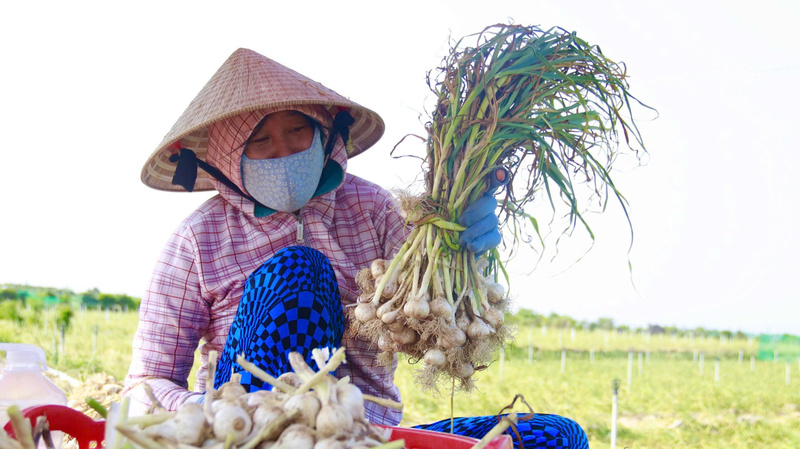 Người dân trông hành tỏi ở Lý Sơn cần thêm nhiều dự án trữ nước để phục vụ tưới tiêu trong mùa khô hạn. Ảnh: Nguyễn Dương