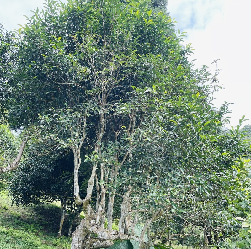 Một gốc chè Shan tuyết Suối Giàng. Ảnh: Nguyễn Hương