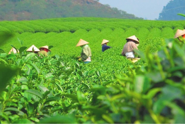 Giá bình quân chè xuất khẩu trong 4 tháng đầu năm đạt 1.704,2 USD/tấn, tăng 5,1% so với cùng kỳ năm 2025. Ảnh minh họa