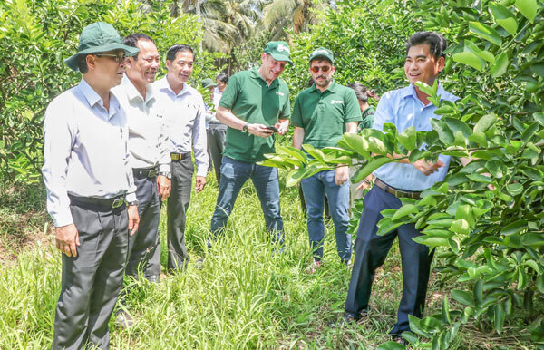 Vĩnh Long tăng cường kiểm tra mã số vùng trồng là “chìa khóa” nâng giá trị nông sản địa phương - Ảnh: Sơn Tuyền.