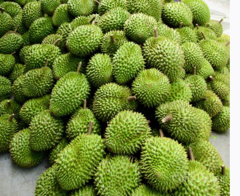 Cần Thơ, công tác xây dựng và quản lý mã số vùng trồng đang được đẩy mạnh nhằm nâng cao giá trị nông sản xuất khẩu - Ảnh: Khánh Ngọc.