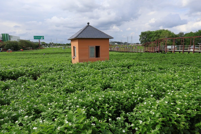 Thúc đẩy giao thương “Ngày Quốc tế Chè” tại Nam Ninh, Quảng Tây - 6