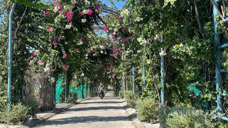 Giữa Đảo Bé có một con đường hoa giấy rực rỡ màu sắc. Ảnh: Nguyễn Dương