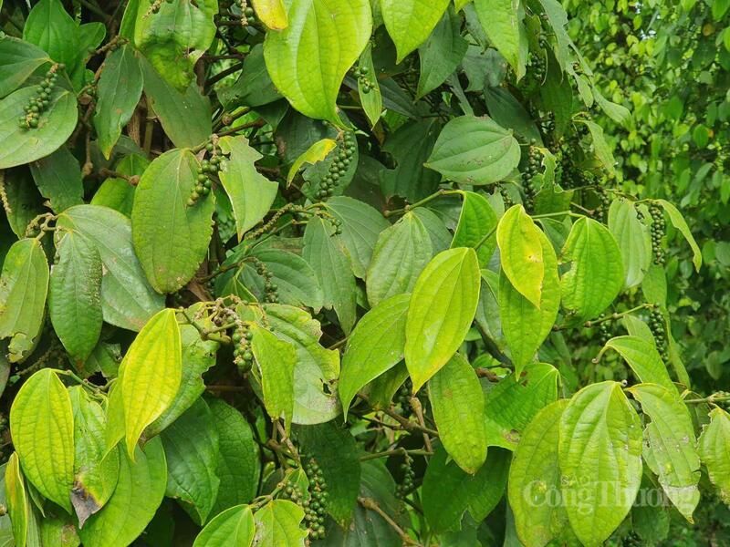 Sản lượng tiêu Tiến Phước đầu vào hiện nay còn bấp bênh do yếu tố thời tiết và người dân vùng trồng cần được hỗ trợ để đảm bảo sản lượng phục vụ chế biến công nghiệp