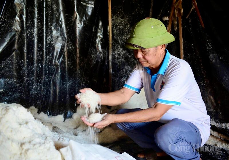 Setelah berkembang selama kurang lebih 300 tahun, produksi garam di komune Hoa Loc masih dilestarikan oleh banyak petani garam sebagai bagian dari kenangan dan mata pencaharian wilayah pesisir ini. Saat ini, Koperasi Garam Tam Hoa di komune Hoa Loc memiliki dua ladang garam dengan total luas sekitar 26 hektar, dan masih mempekerjakan sekitar 80 keluarga yang menekuni profesi ini. Foto: Quoc Anh