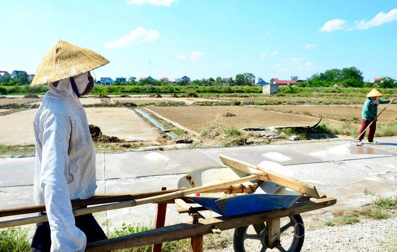 Menurut warga setempat, produksi garam hanya dapat dilakukan selama sekitar 6-7 bulan setiap tahun, dengan penghentian total selama musim hujan. Selain itu, profesi ini berat dan memberikan penghasilan yang tidak stabil, sehingga saat ini hanya sedikit anak muda yang menekuninya; hanya orang-orang tua yang tetap bekerja di ladang garam. (Foto: Quoc Anh)