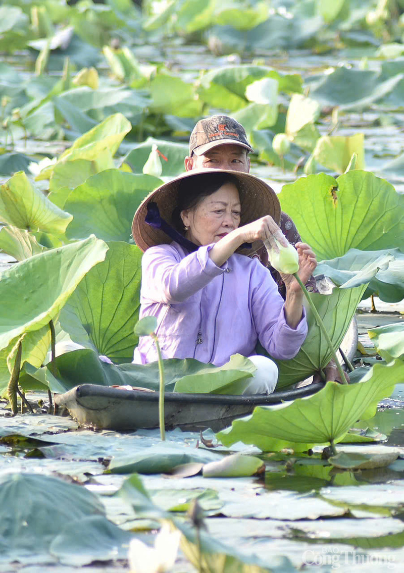 Những bông sen vừa hé nở được chọn để giữ hương thơm tinh khiết nhất