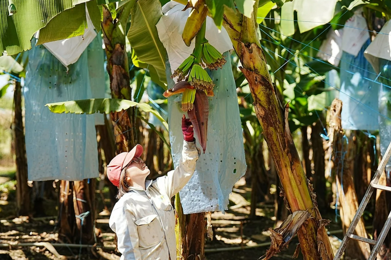 Công nhân kiểm tra tình hình sinh trưởng của cây chuối tại khu trồng của Unifarm. Ảnh: Phúc Lập