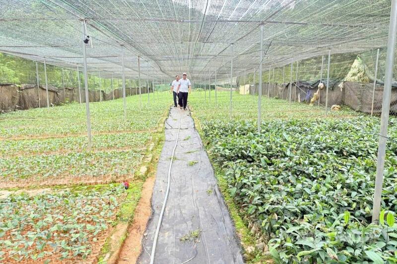 TP. Đà Nẵng dự kiến chi hơn 136 tỷ đồng trong giai đoạn 2026 - 2030 để bảo tồn, phát triển sâm Ngọc Linh và các cây dược liệu