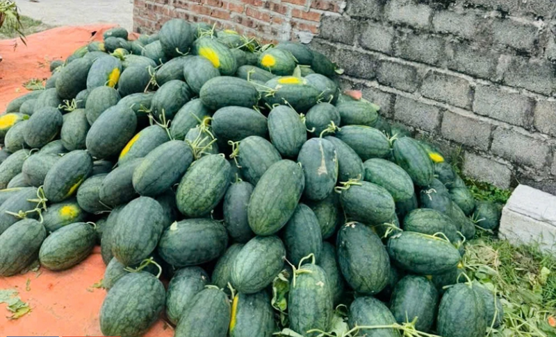 Dưa hấu đầu mùa đang được các thương lái thu mua từ 8.000 - 10.000 đồng/kg tùy loại, cao hơn 20% so với những năm trước. Ảnh minh họa