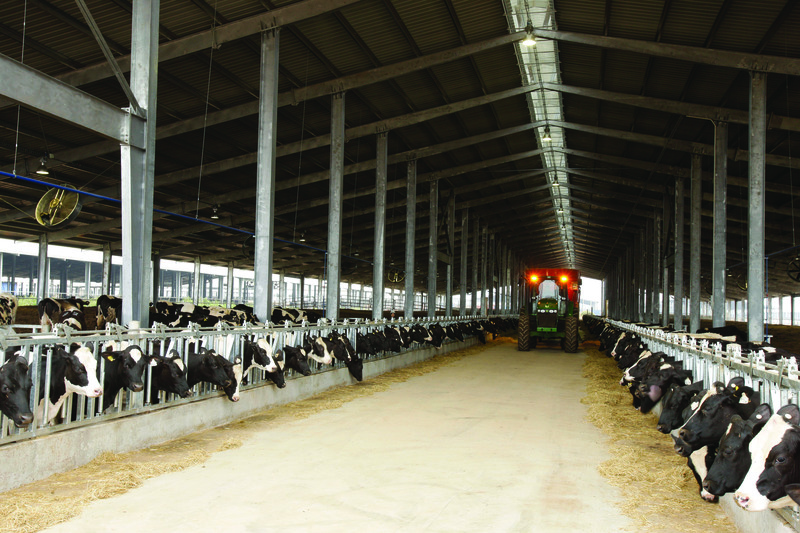 Đàn bò của TH tại các trang trại chăn nuôi công nghệ cao tại Việt Nam đã đạt quy mô tiệm cận 75.000 con.