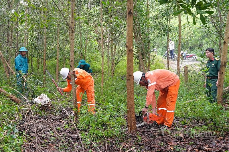 Trước mùa mưa bão năm 2026, toàn bộ cây xanh vi phạm hành lang an toàn lưới điện trên địa bàn xã Như Thanh sẽ được xử lý dứt điểm. Ảnh: Quốc Anh