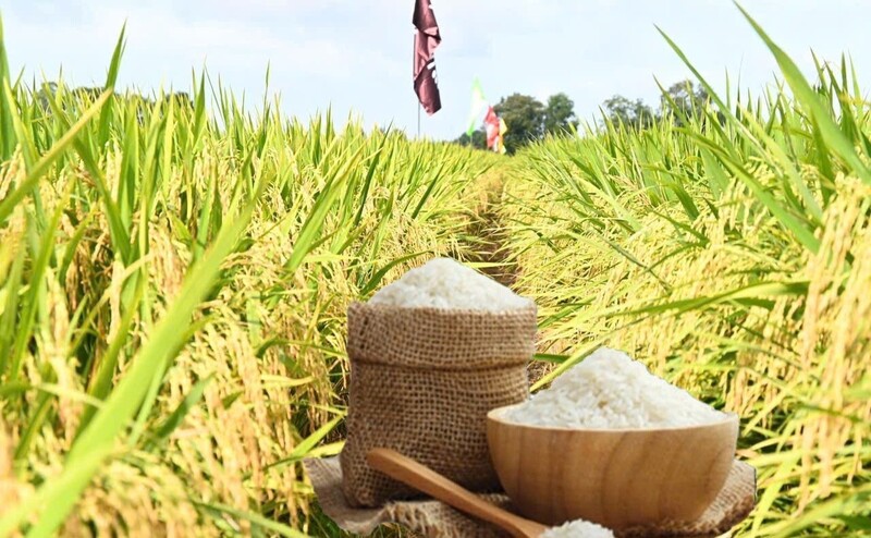 Giá lúa gạo hôm nay ngày 30/5/2026: Gạo nguyên liệu xuất khẩu tăng. Ảnh: Thanh Minh.
