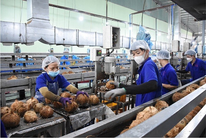 Xuất khẩu dừa đang tận dụng hiệu quả các FTA để mở rộng xuất khẩu, nhưng vẫn đối mặt nhiều thách thức về thương hiệu. Ảnh minh họa