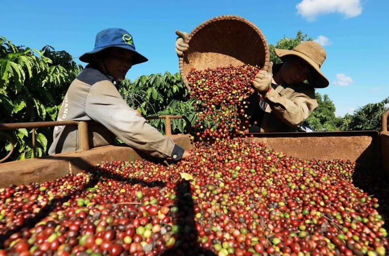 Việc xây dựng bản đồ ranh giới rừng năm 2020 không nhằm tạo thêm thủ tục hay rào cản hành chính. Mục tiêu lớn nhất là bảo vệ lợi ích của các ngành hàng xuất khẩu Việt Nam. Ảnh minh họa