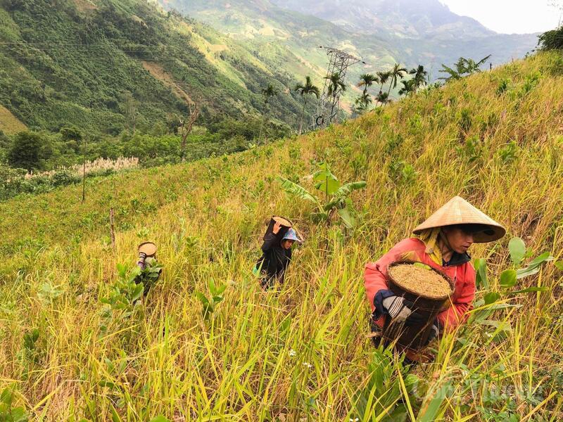 Hạt lúa rẫy là một phần không thể tách rời trong đời sống văn hóa của đồng bào Ca Dong. Ảnh: Nguyễn Dương