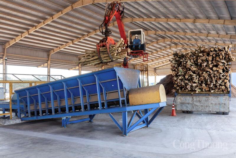 Khu vực xử lý gỗ keo của nhà máy sản xuất viên nén đen của IGEV