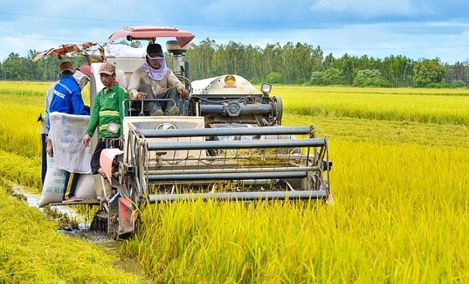 Sản xuất nông nghiệp trong tháng 5 tập trung vào thu hoạch lúa, hoa màu vụ đông xuân và xuống giống lúa hè thu tại các tỉnh phía Nam