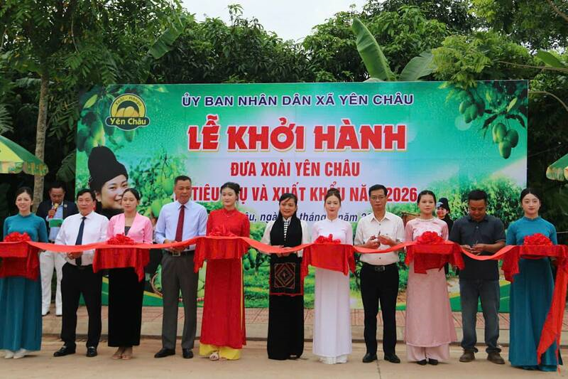Lãnh đạo tỉnh Sơn La cắt băng khánh thành Lễ khởi hàng đưa xoài Yên Châu tiêu thụ và xuất khẩu năm 2026. (Ảnh: Trường Sơn)