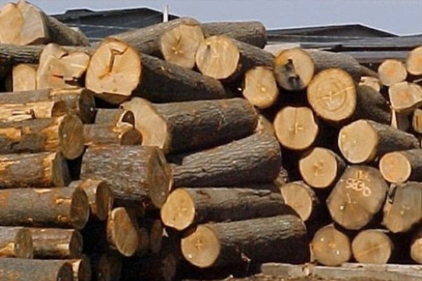 Xuất khẩu gỗ và sản phẩm gỗ của Việt Nam trong 15 ngày đầu tháng 5/2026 đạt 660 triệu USD, tăng 13,3% so cùng kỳ. Ảnh minh hoạ