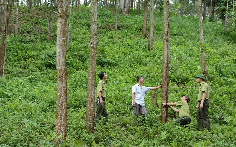 Nhiều loại gỗ rừng trồng trong nước, đặc biệt là gỗ keo có chứng chỉ FSC, hiện đã đáp ứng được các yêu cầu kỹ thuật cao, thậm chí được sử dụng để sản xuất các sản phẩm ngoài trời xuất khẩu. Ảnh minh họa