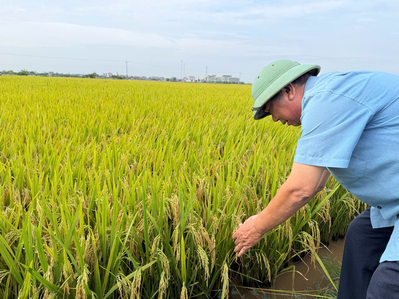 Nhiều nông dân không giấu được sự tò mò khi liên tục cúi xuống quan sát từng khóm lúa, bóc hạt và so sánh với ruộng canh tác theo cách cũ. Ảnh: Phương Nam