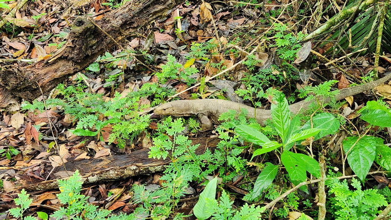 Cá thể kỳ đà vân (Varanus bengalensis) được thả về môi trường tự nhiên.