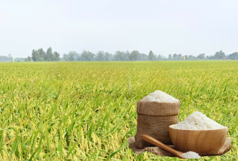 Giá lúa gạo hôm nay ngày 11/6/2026: Gạo nguyên liệu xuất khẩu giảm nhẹ. Ảnh: Thanh Minh.