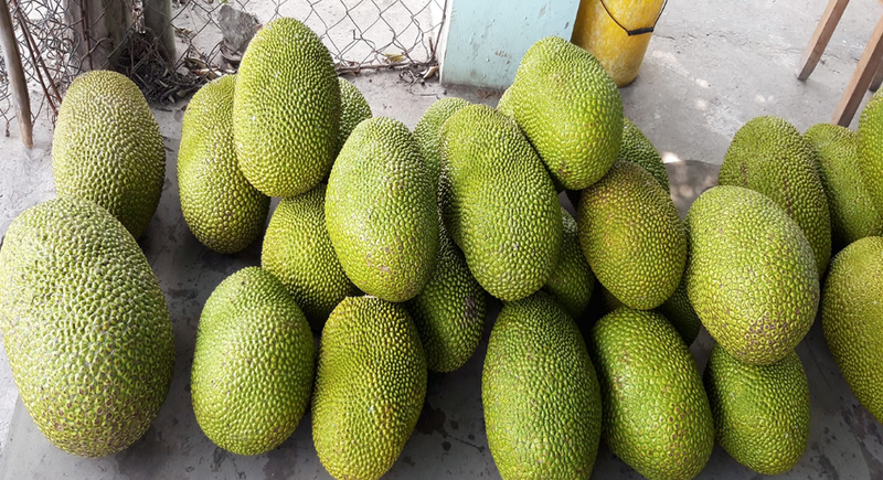 Giá mít Thái đã giảm thêm từ 500 - 2.000 đồng/kg và đang ở mức rất thấp. Ảnh minh hoạ