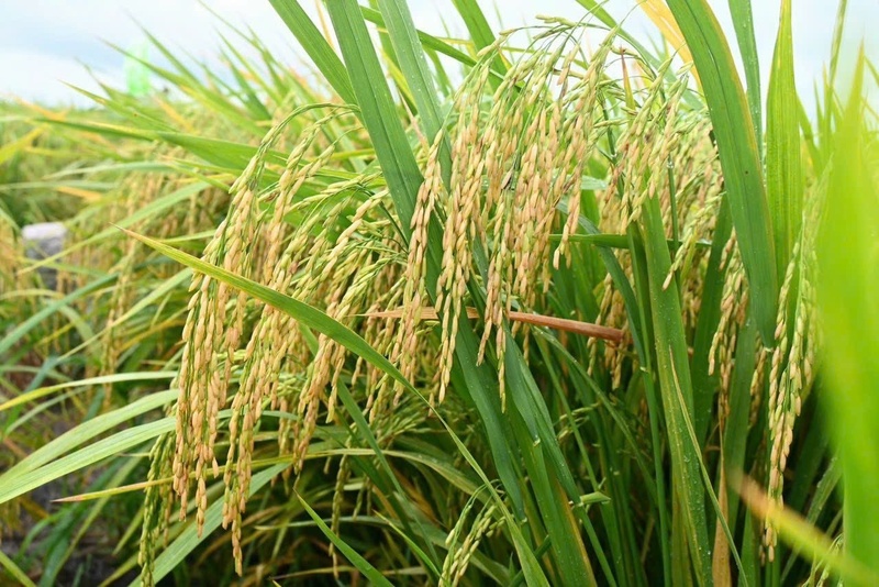 Giá lúa gạo hôm nay ngày 13/6/2026: Gạo thơm Jasmine tăng 1.000 đồng/kg. Ảnh: Thanh Minh.