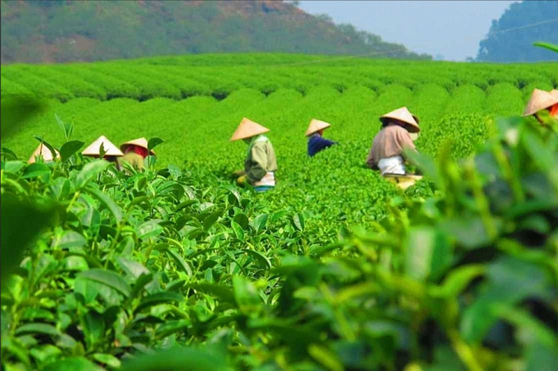 Giá bình quân chè xuất khẩu trong 5 tháng đầu năm 2026 đạt 1.730 USD/ tấn, tăng 4,9% so với cùng kỳ năm 2025. Ảnh minh hoạ