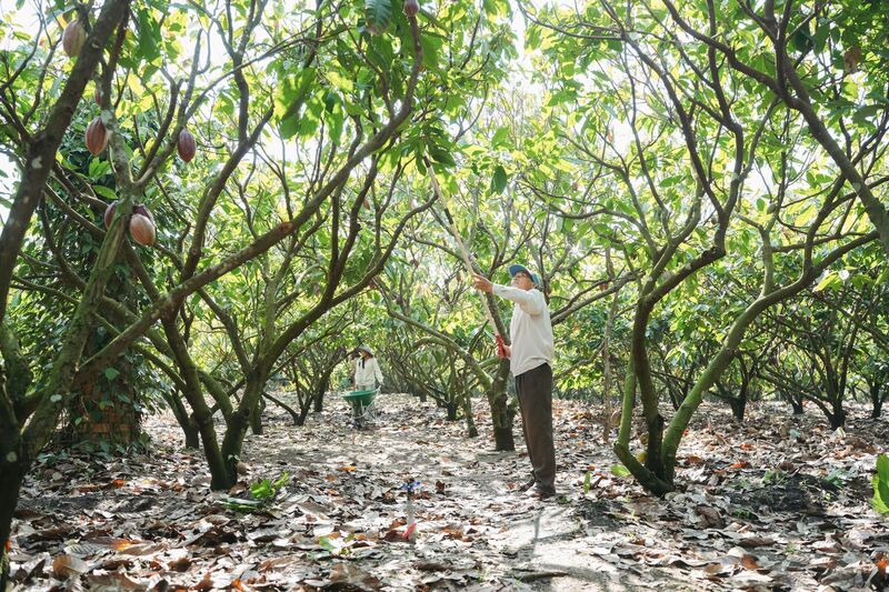 Cacao đã và đang là nguồn thu nhập quan trọng, gắn liền với đời sống và sinh kế của nhiều hộ dân tại Tây Nguyên, Đắk Lắk. Ảnh: Minh Hương