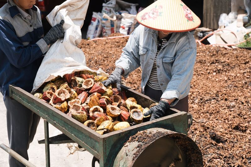 Nhờ giải pháp công nghệ, vỏ cacao được chế biến thành thức ăn gia súc, cám viên cho chăn nuôi hoặc làm than hoạt tính phục vụ cải tạo đất. Minh Hương