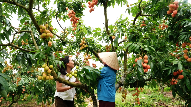 Vải Bắc Ninh năm 2026 đảm bảo chất lượng với sản lượng gần 100 nghìn tấn. Ảnh: Đ.N