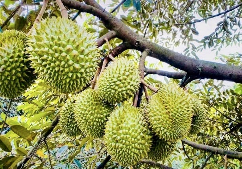 Sầu riêng đang là một trong những cây trồng mang lại giá trị kinh tế cao nhất của tỉnh Vĩnh Long. Ảnh: Cẩm Trúc.