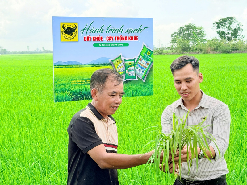 Nông dân Nguyễn Sông Nguồn (bìa trái), xã Tân Hiệp, tỉnh An Giang cùng cán bộ kỹ thuật chương trình “Hành trình xanh - Đất khỏe, cây trồng khỏe” đánh giá sự phát triển của cây lúa sau khi xử lý rơm rạ và cải tạo đất bằng Bio-Canxi.