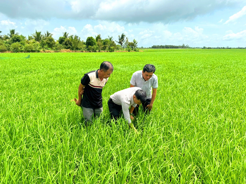 Cán bộ kỹ thuật và nông dân Nguyễn Sông Nguồn trực tiếp kiểm tra tình trạng sinh trưởng của ruộng lúa Hè Thu, theo dõi hiệu quả cải tạo đất và khả năng phát triển bộ rễ đầu vụ.