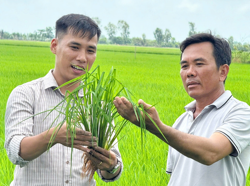 Bộ rễ trắng khỏe và khả năng đẻ nhánh đồng đều là những tín hiệu tích cực trên ruộng lúa nông dân sau khi áp dụng giải pháp xử lý rơm rạ kết hợp sử dụng Bio-Canxi đầu vụ.